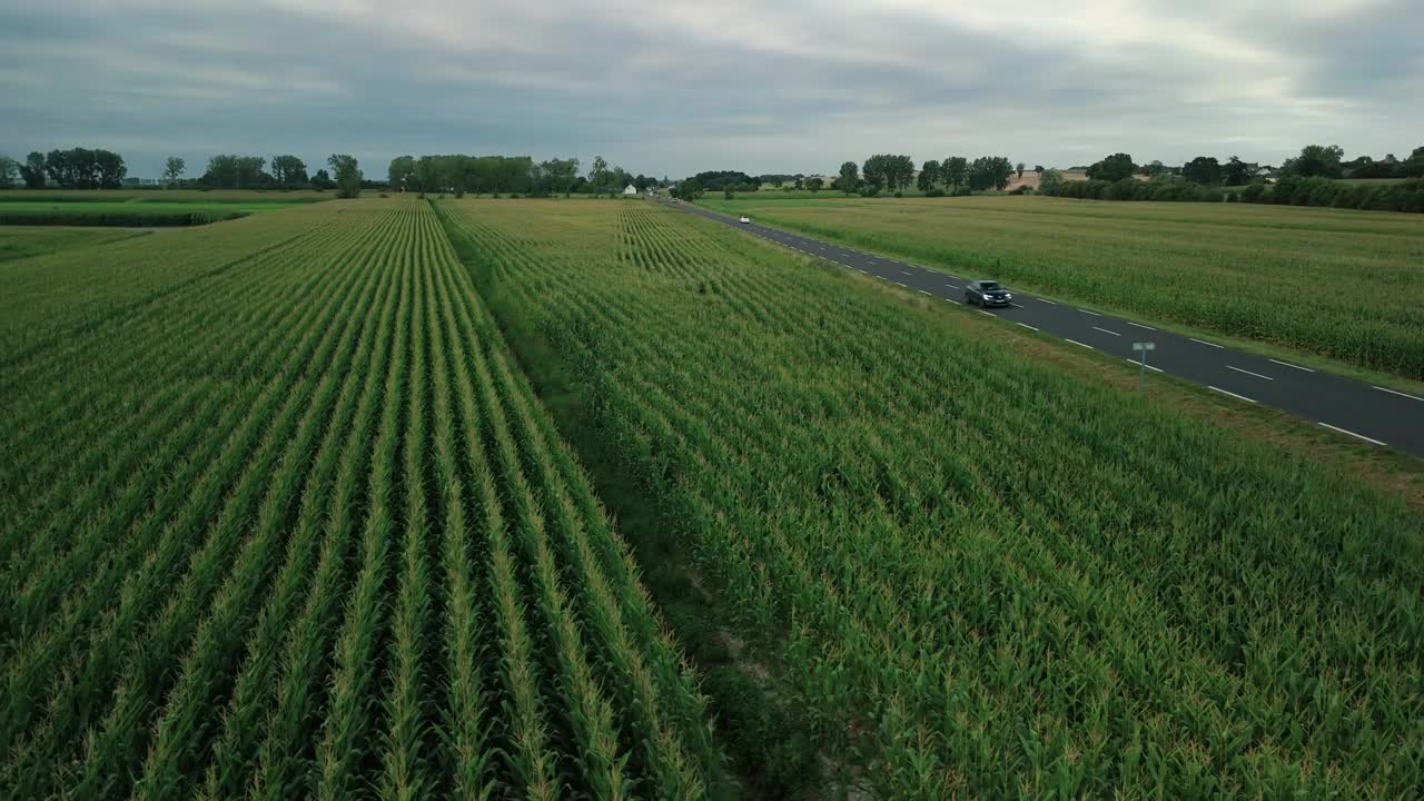 驾车穿过绿色的玉米地:风景优美的乡村公路上的汽车视频下载