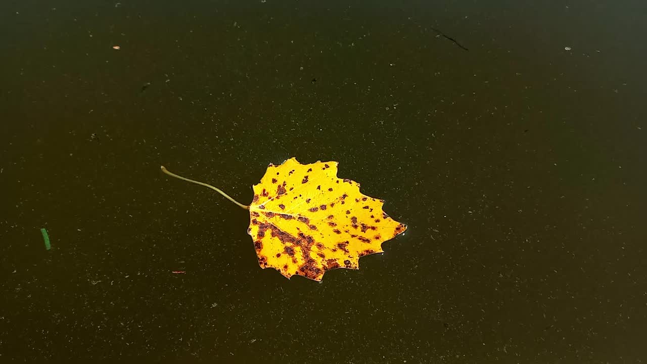 飘落的黄杨叶漂浮在浑浊的河水上。秋叶落。秋天的大自然。视频下载