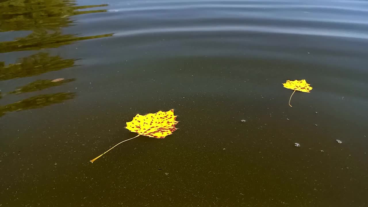 黄杨的落叶漂浮在浑浊的河水上。树木在水中的倒影。秋叶落。秋天的大自然。视频素材