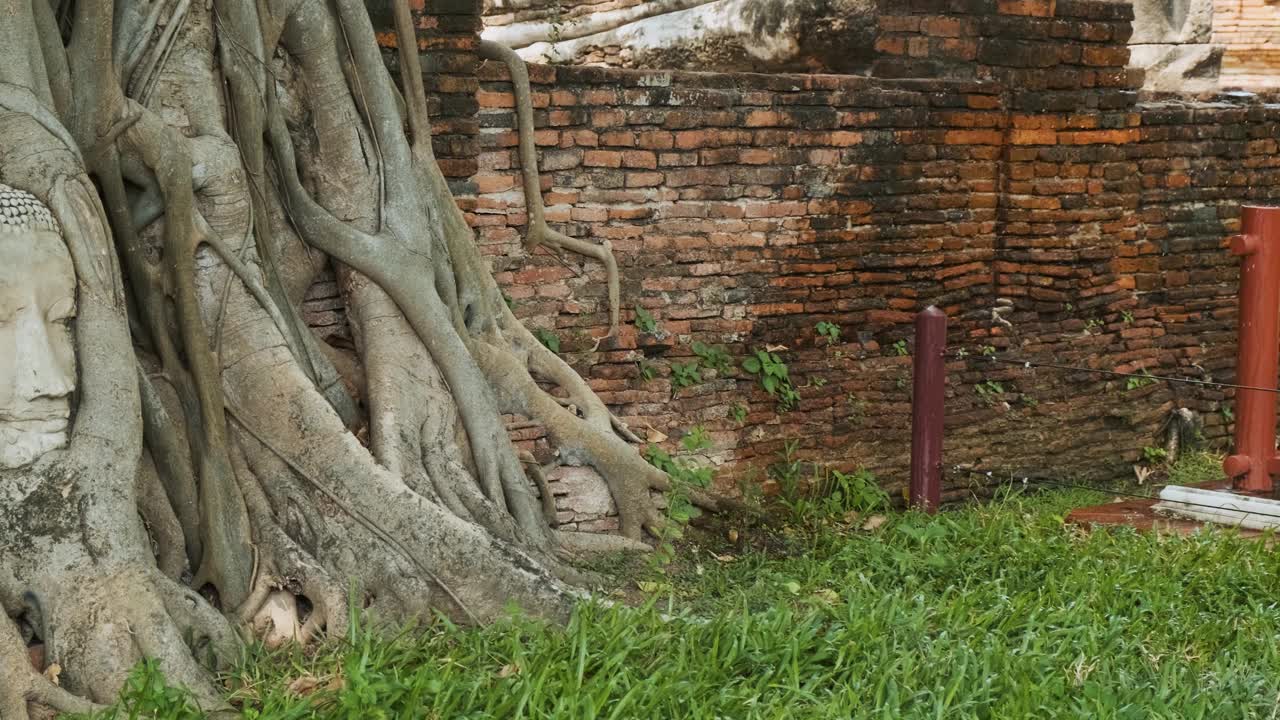 亚洲，泰国，大城府历史公园的树根上的佛像。旅游和旅游目的地。古建筑和文化遗产视频下载