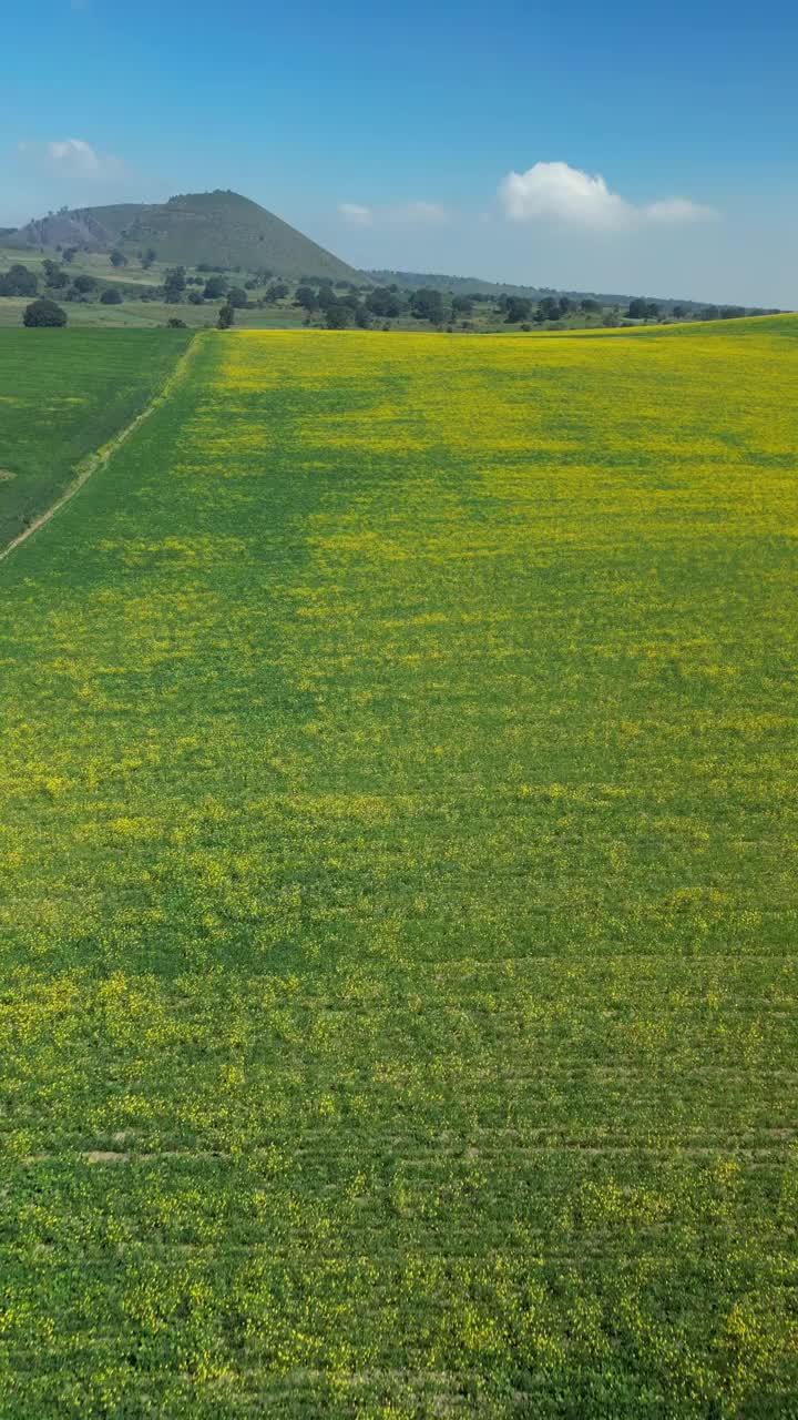 黄色草甸的垂直视频，背景是山脉。美丽的空中景观。准备用于垂直显示视频。视频下载