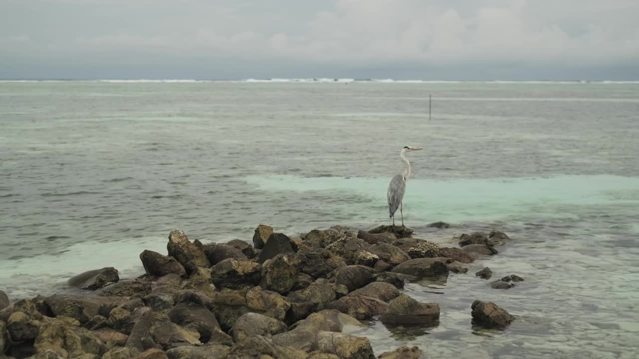 一只孤独的海鸟栖息在海岸附近的岩石上。傍晚的乌云是背景。马尔代夫视频下载