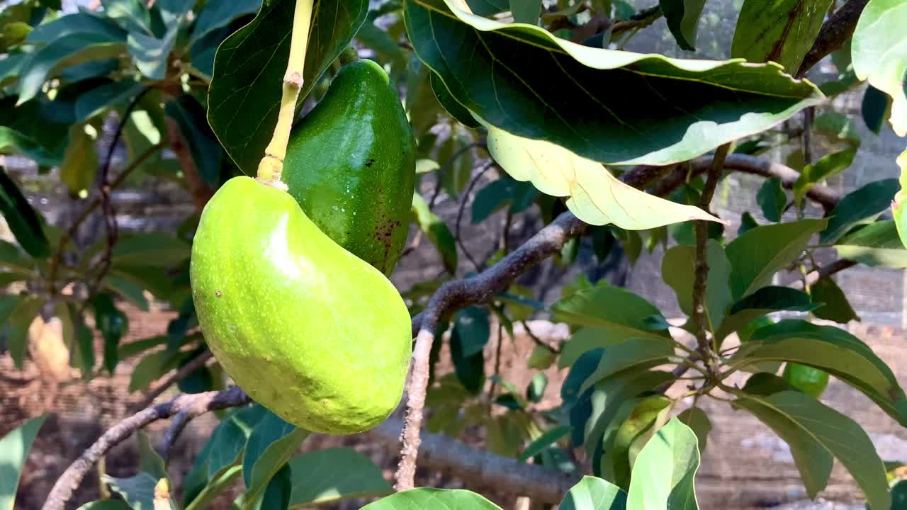 夏天的一天，牛油果挂在树上视频下载