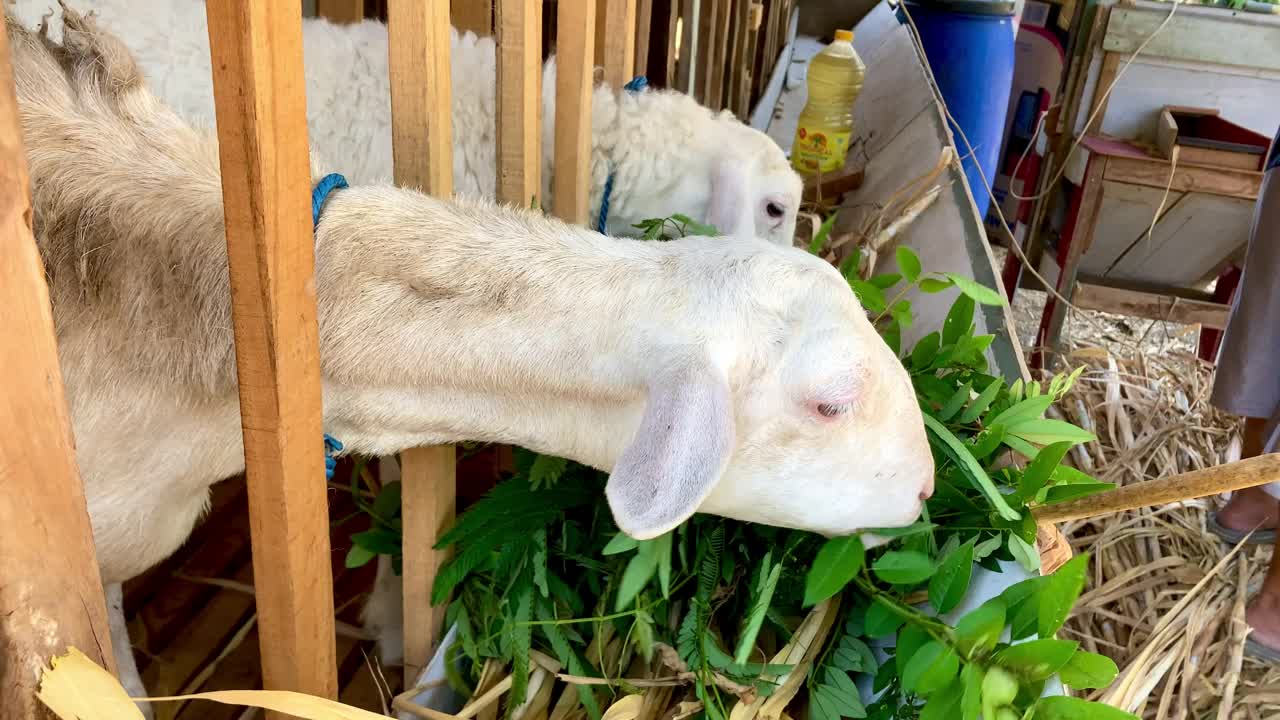 山羊在传统的笼子里吃植物叶子，养牛和农作视频下载