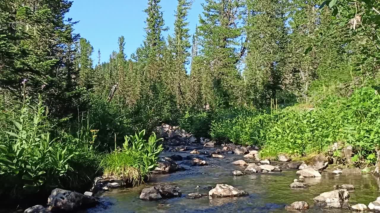 在一个阳光明媚的夏日夜晚，沿着一条流经针叶林的湍急的山河河岸，矗立着几棵有着百年历史的高大雪松。视频下载