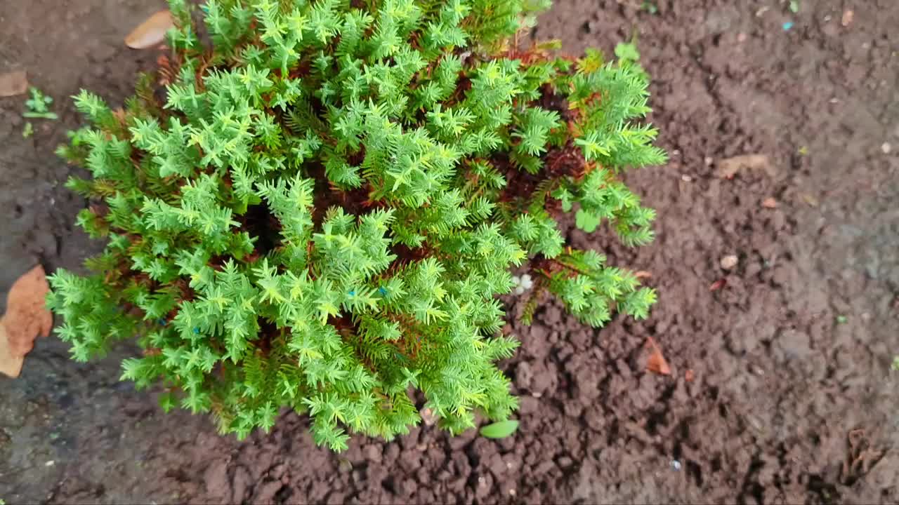 视频显示一株绿色的迷你柏树视频素材