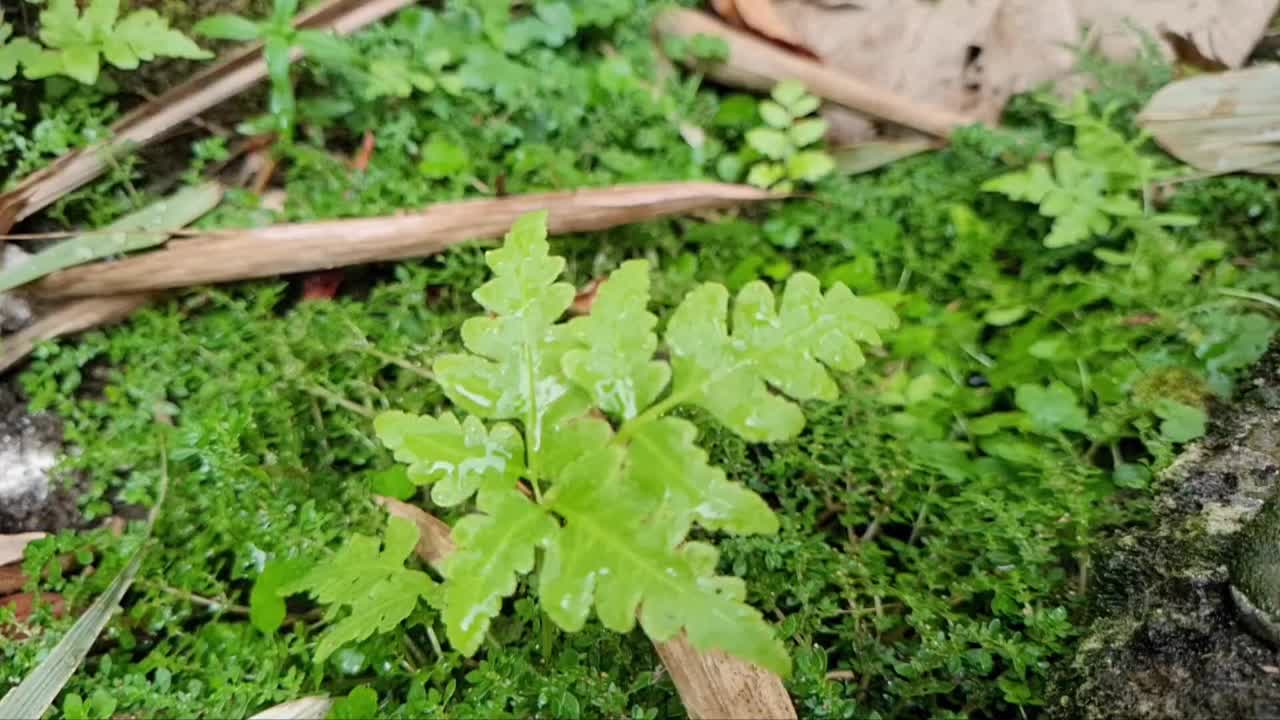 绿叶上水滴的视频视频下载