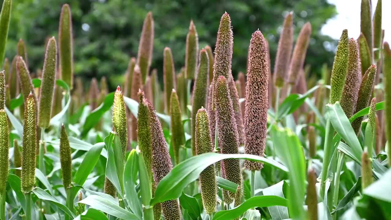 印度的谷子田，农场里的谷子植物和种子，视频下载