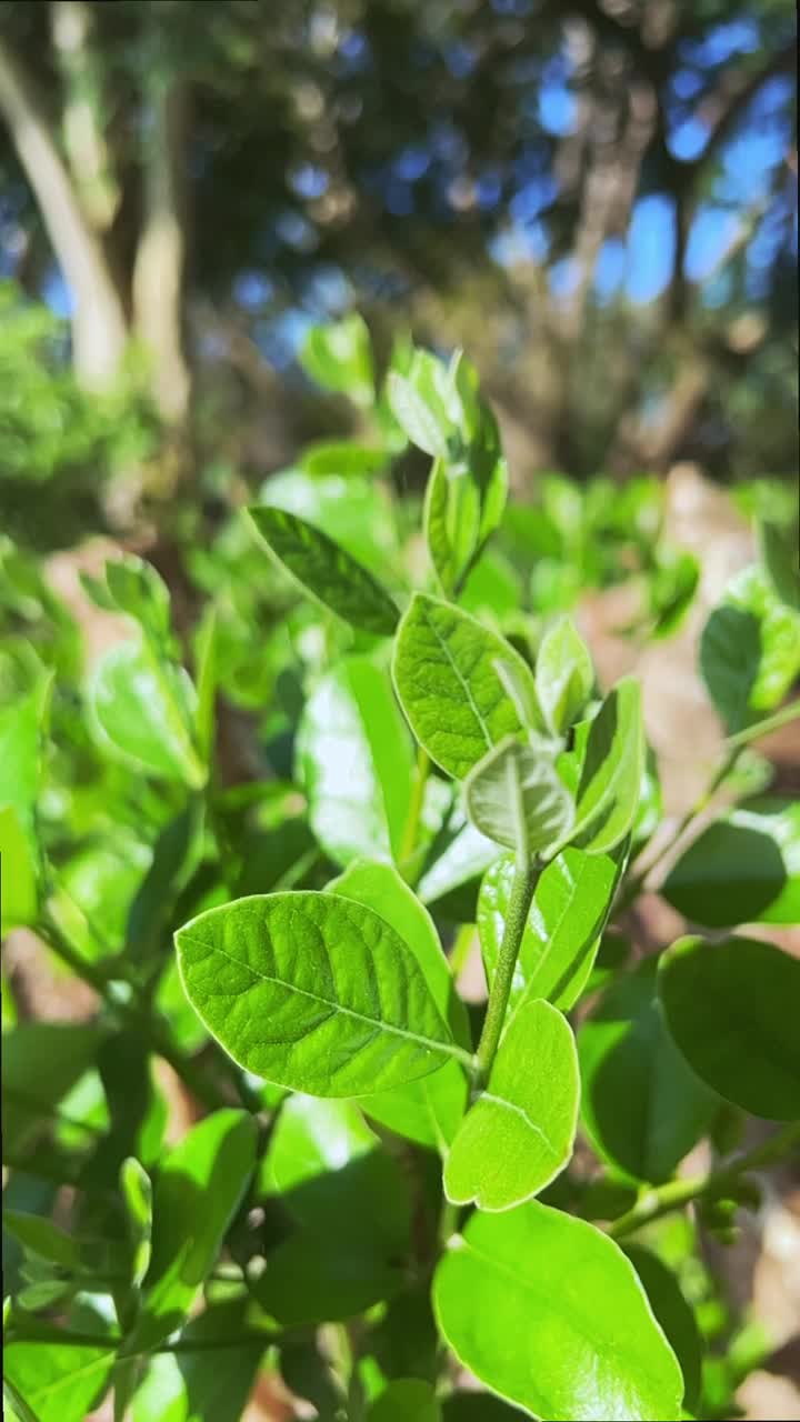 背景模糊的绿茶叶子图案。视频下载