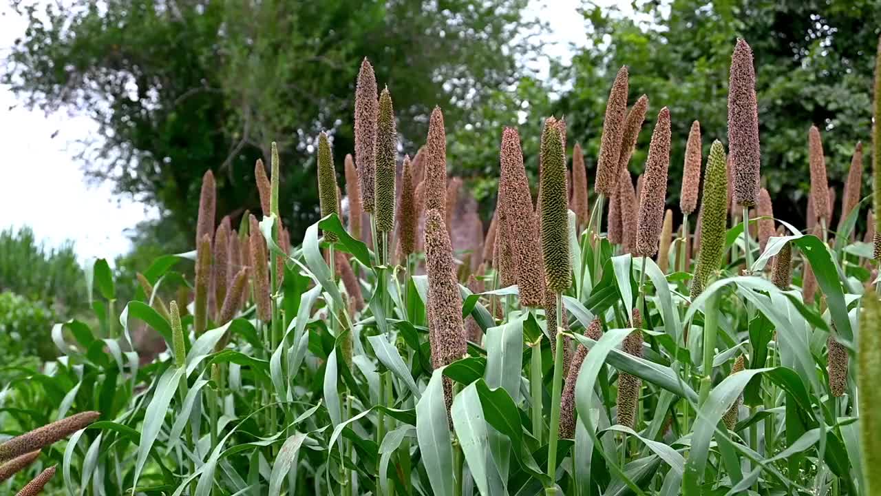 印度的谷子田，农场里的谷子植物和种子，视频下载