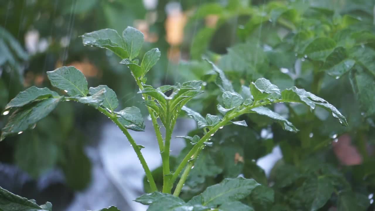 马铃薯(Solanum tuberosum)树在早晨由农民浇水视频下载