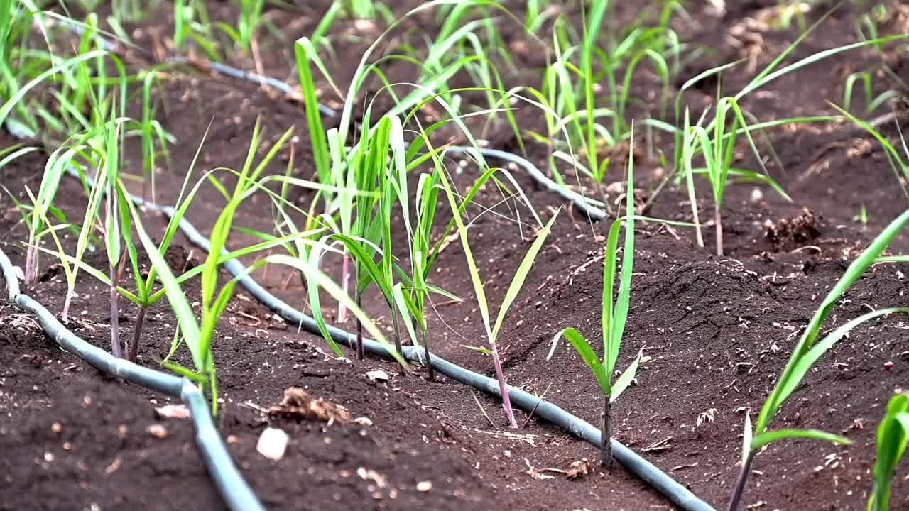 甘蔗在地里生长。视频下载