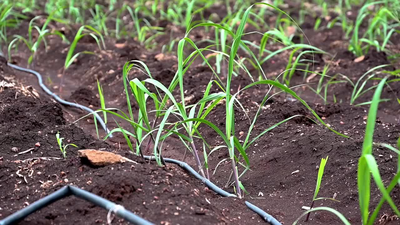 甘蔗在地里生长。视频素材