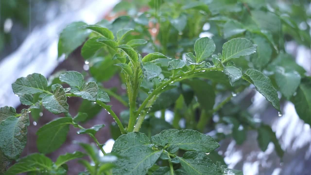 马铃薯(Solanum tuberosum)树在早晨由农民浇水视频下载