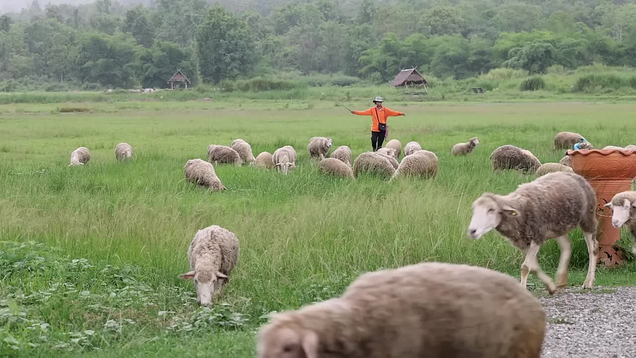 当第一场雨开始落下时，一个孤独的农民把他的羊群赶回了谷仓，在日益聚集的暴风雨中投射出一个引人注目的剪影。视频下载