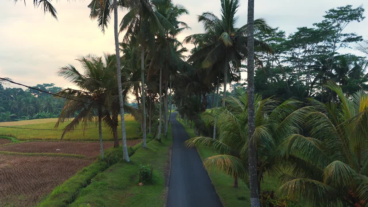 棕榈树下的道路与绿色梯田的风景。巴厘岛的乡村。视频素材