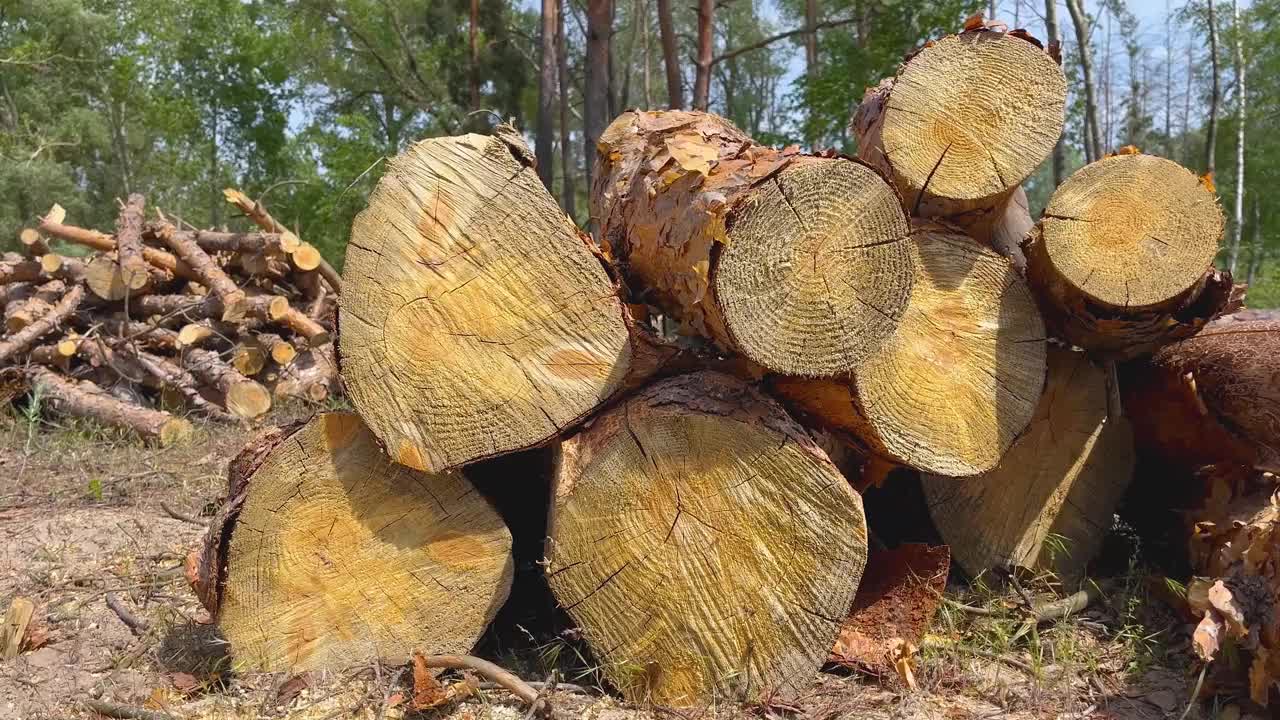 锯过的松木躺在森林里的草地上。森林砍伐。视频下载