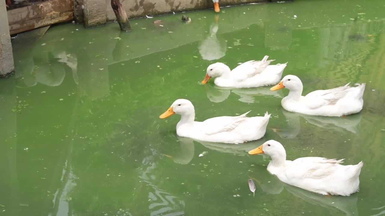 一群鸭子在池塘里游泳视频下载