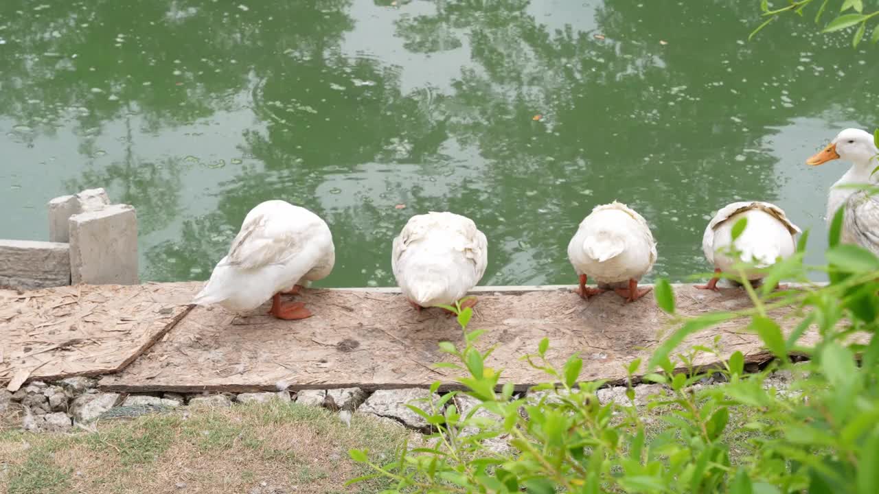 一群鸭子在池塘里喝水视频素材