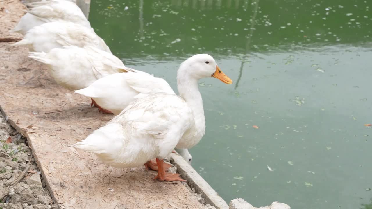 一群鸭子在池塘里喝水视频下载