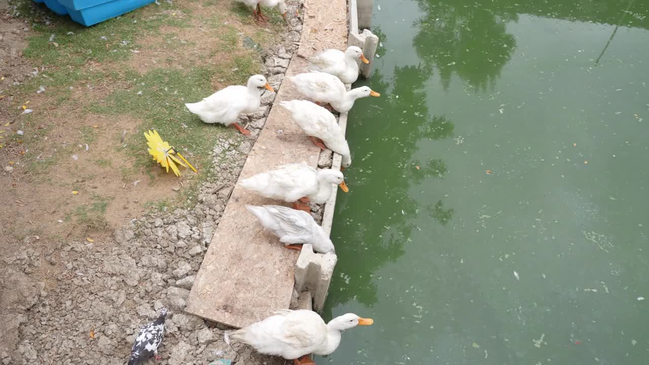 一群鸭子在池塘里喝水视频下载