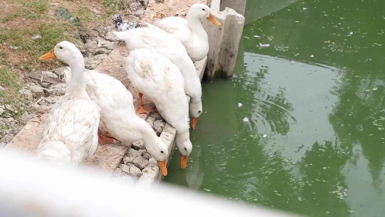 一群鸭子在池塘里喝水视频素材