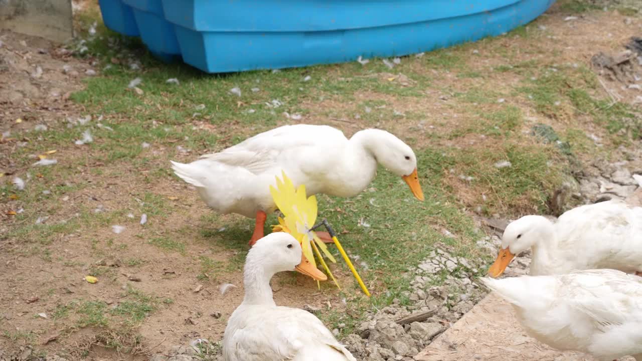 一群鸭子在池塘里喝水视频素材