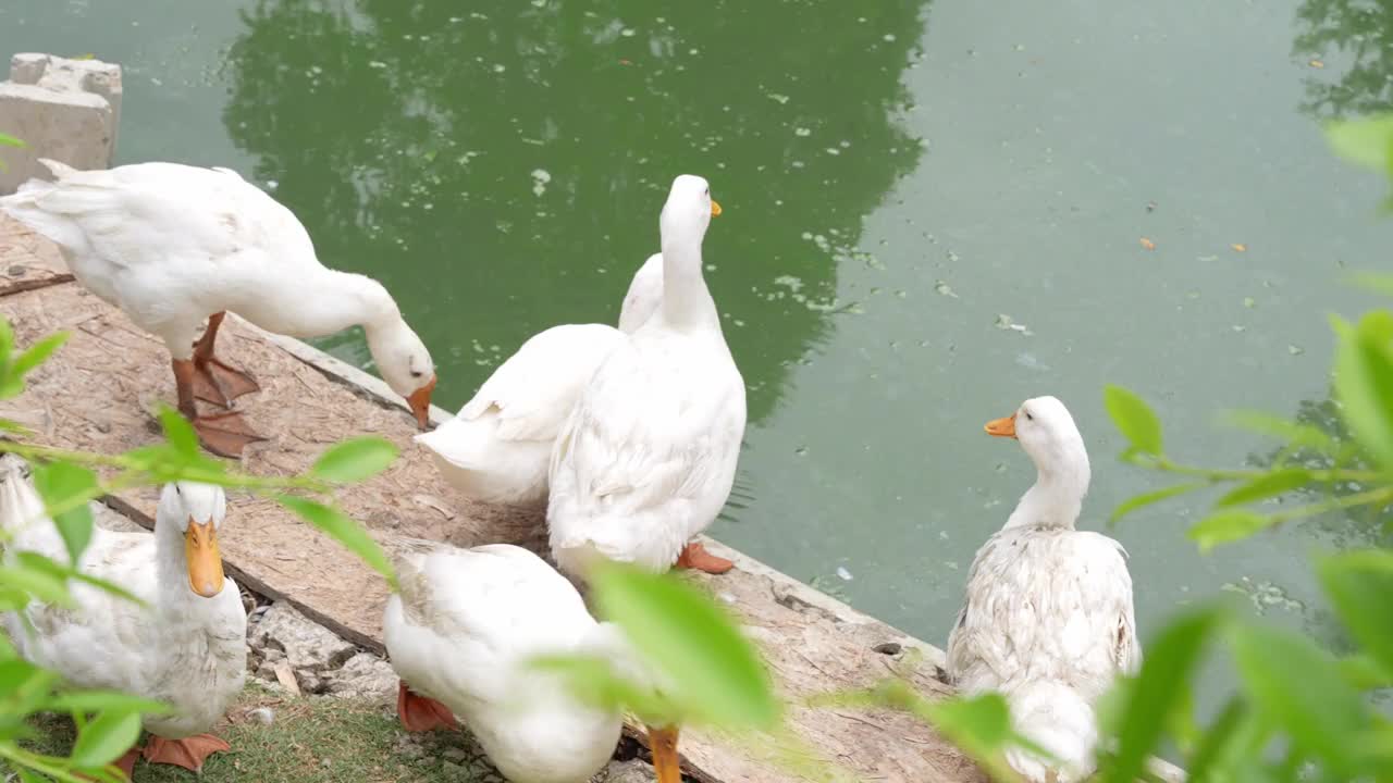 一群鸭子在池塘里喝水视频素材