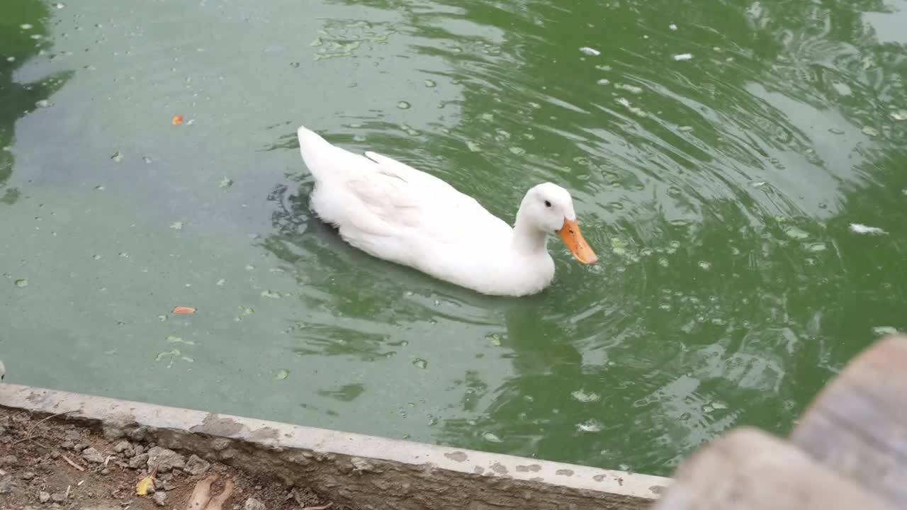 鸭子在池塘里游泳视频素材