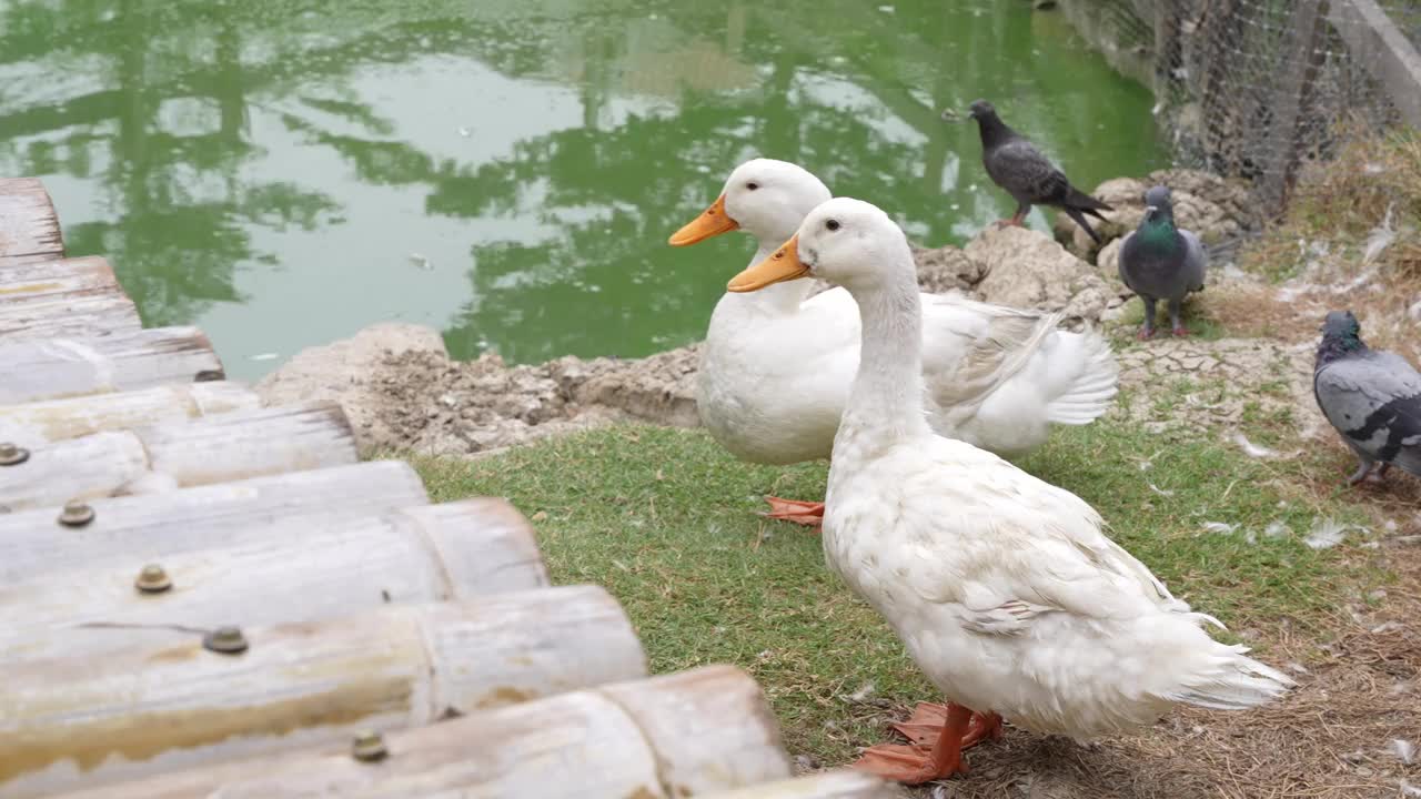 农场里的一群鸭子视频素材