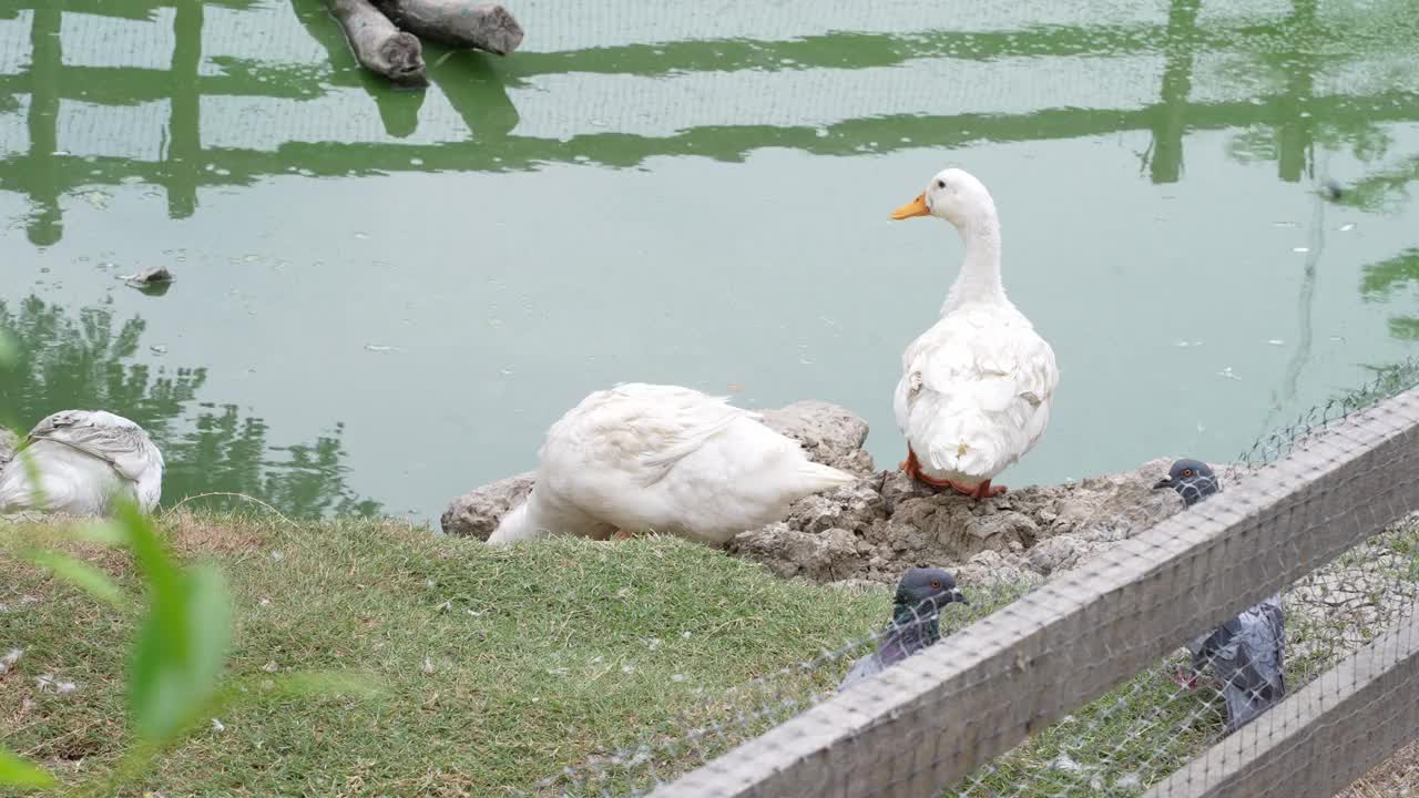 一群鸭子在池塘里喝水视频素材