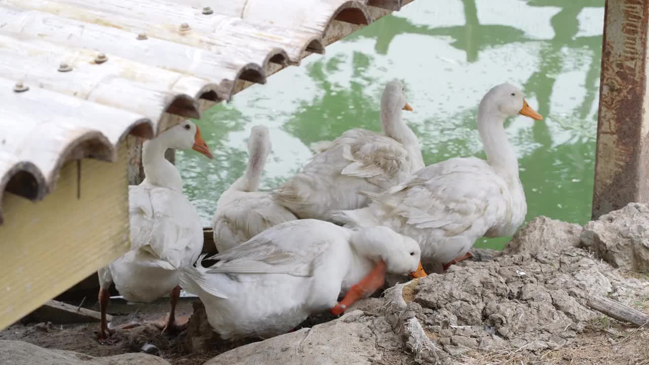 一群鸭子在农场里休息视频下载