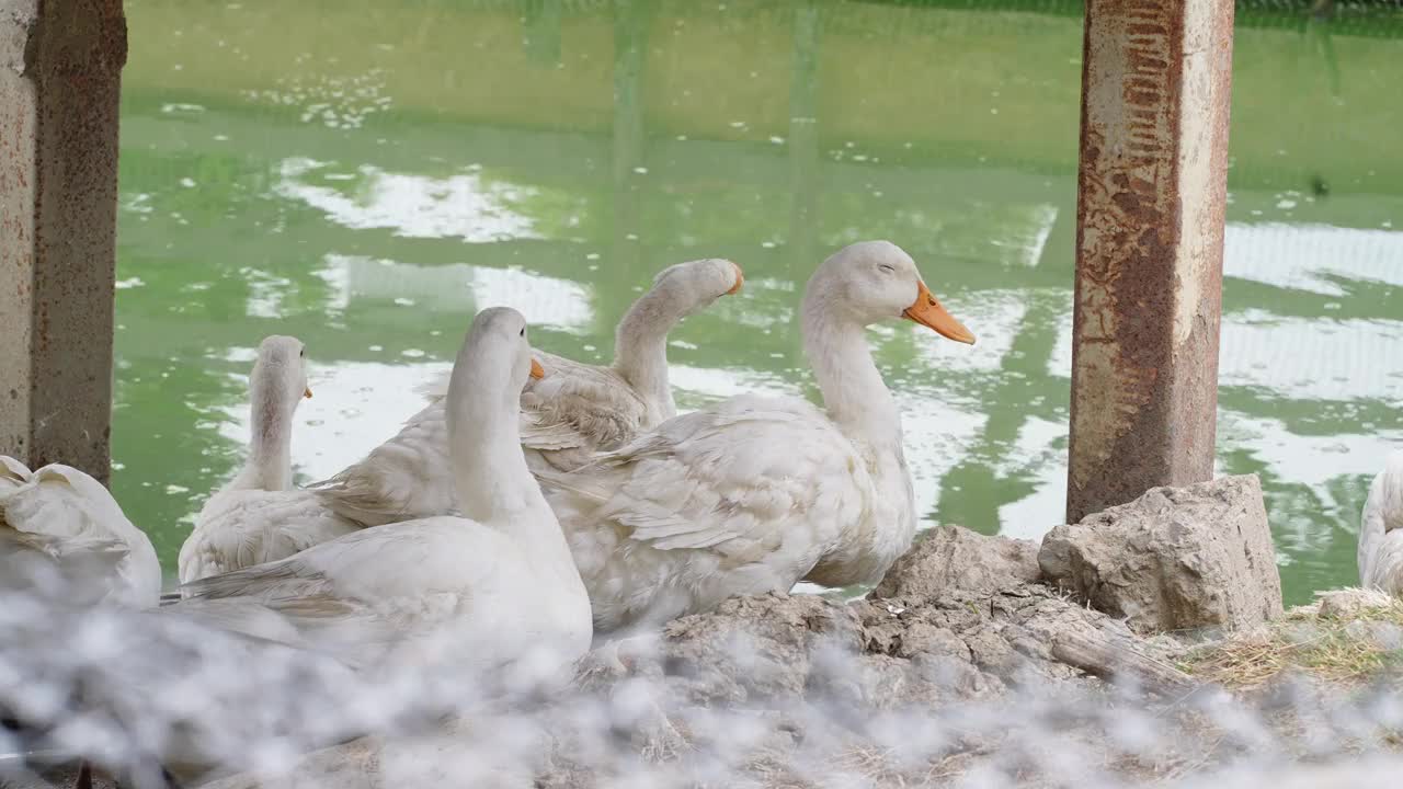 一群鸭子在农场里休息视频下载