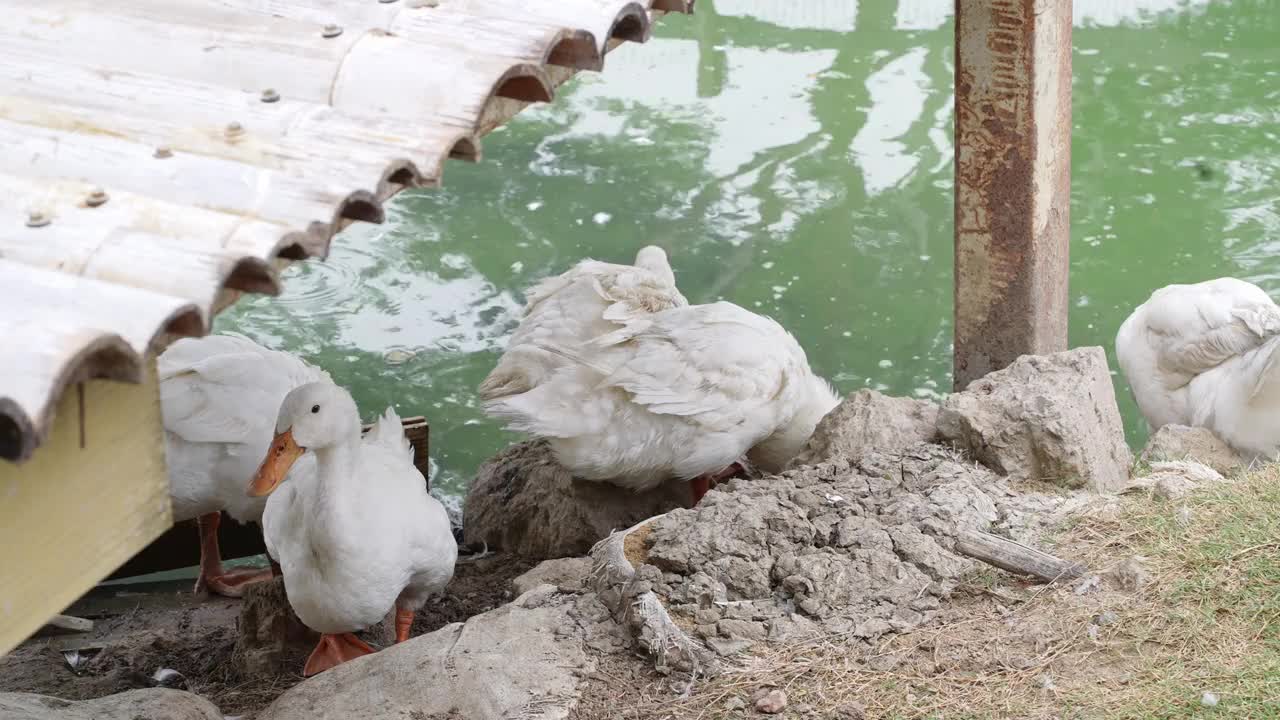 一群鸭子在农场里休息视频下载