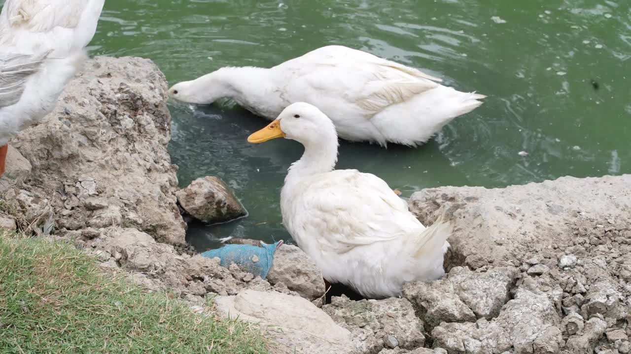 鸭子在农场里喝水，清洗羽毛和身体视频下载