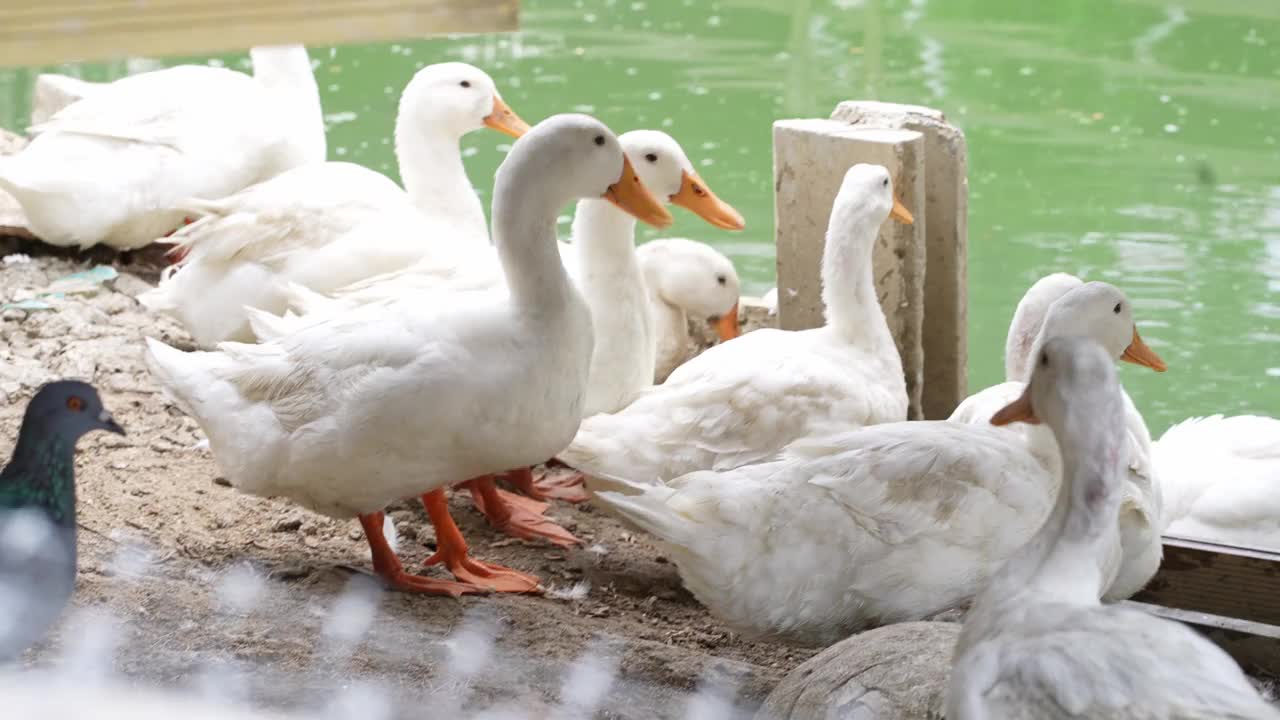 一群鸭子在农场里休息视频素材