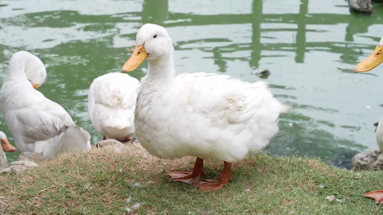 农场里的一群鸭子视频素材