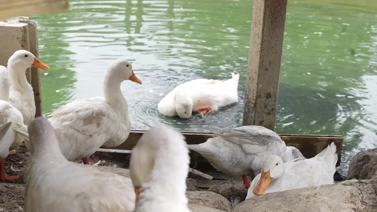 一群鸭子在农场里休息视频下载