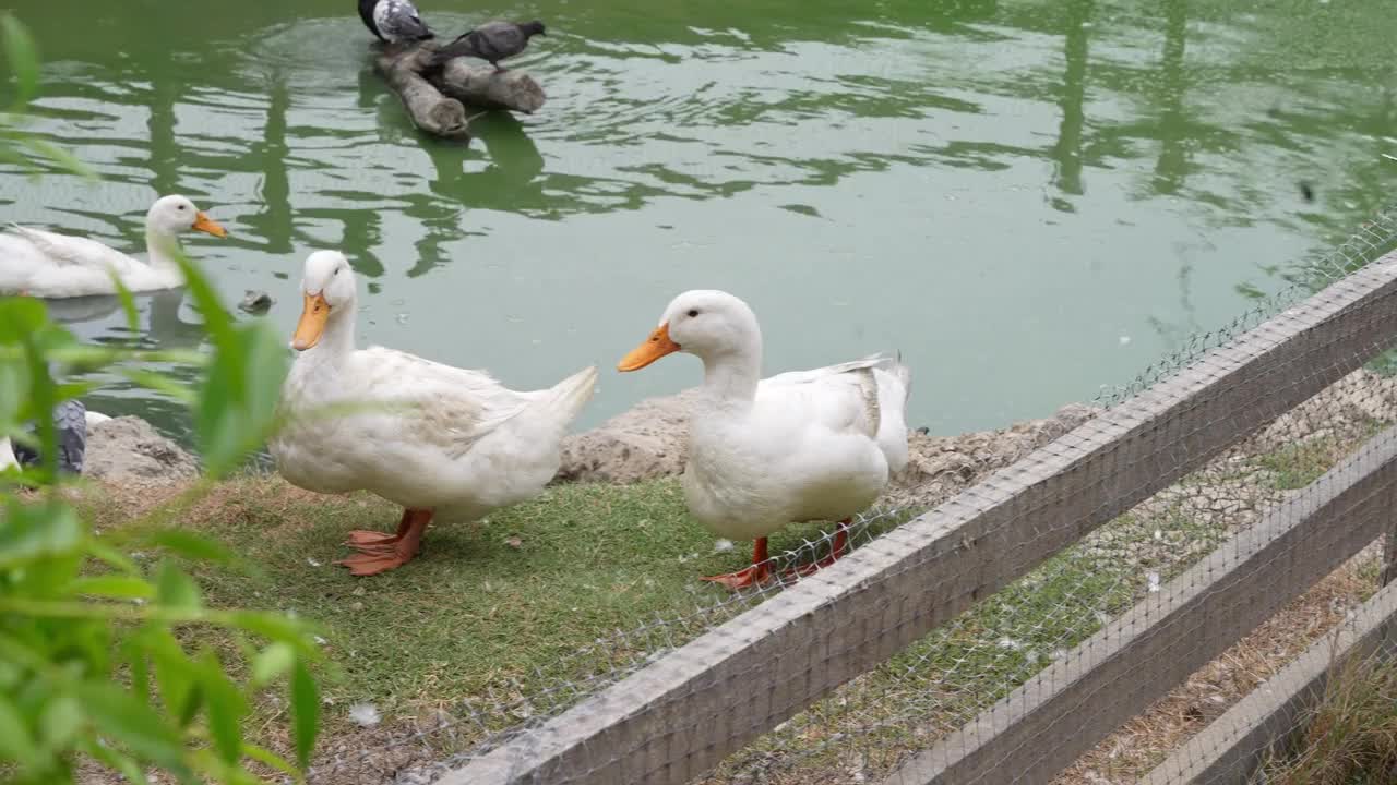 农场里的一群鸭子视频素材