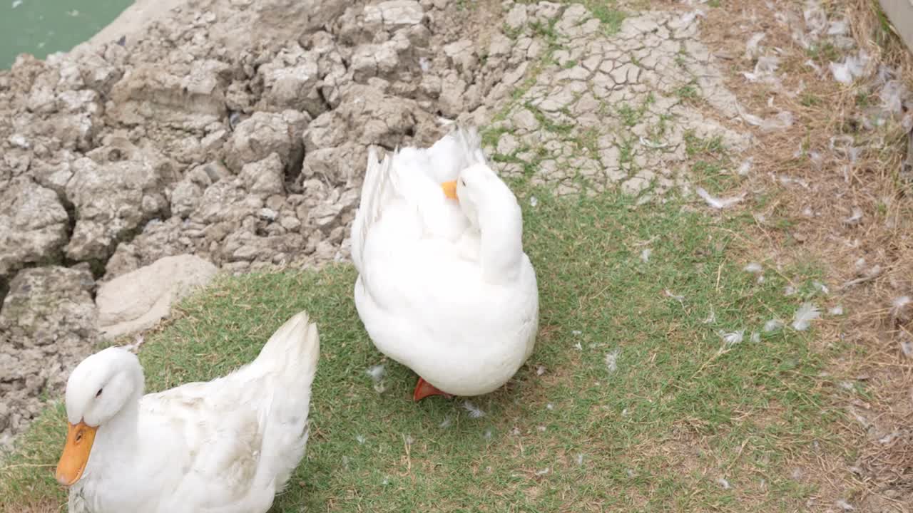 一群鸭子在农场里清洗尸体视频下载