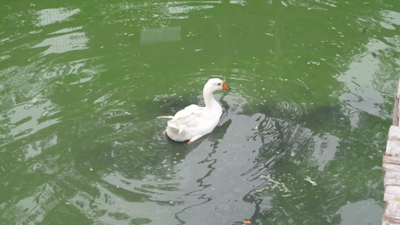 鸭子漂浮在池塘里视频素材