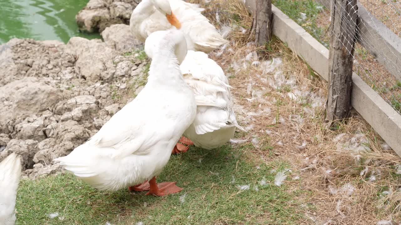 一群鸭子在农场里清洗尸体视频素材