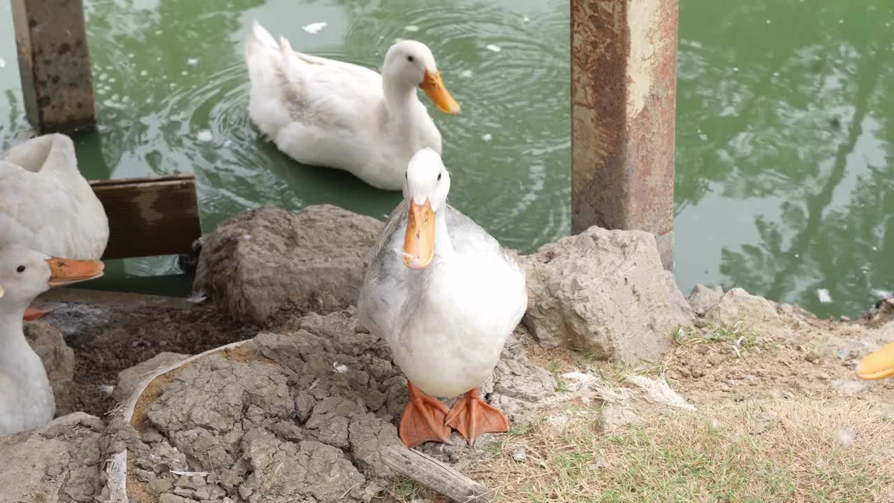 一群鸭子在农场里休息视频下载