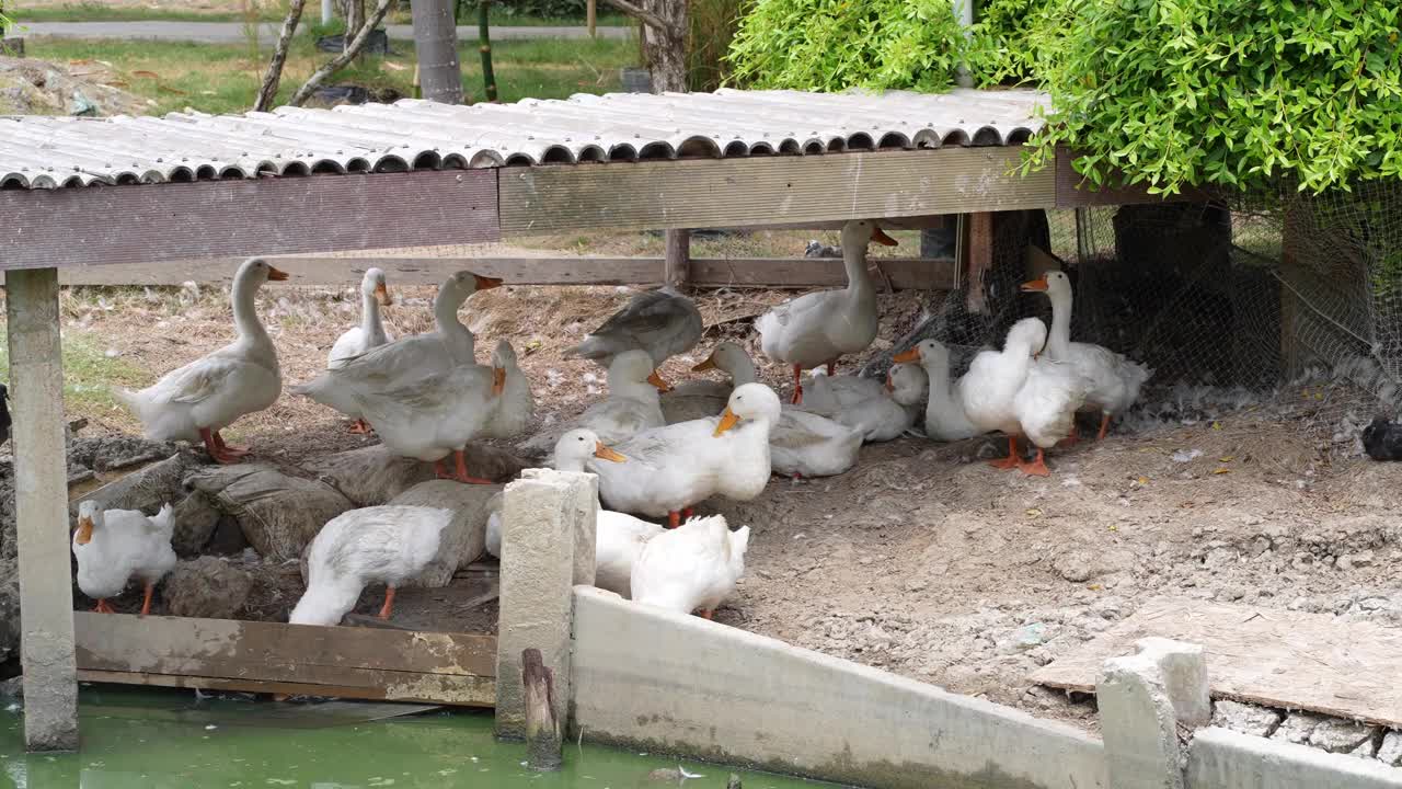 一群鸭子在农场里休息视频下载