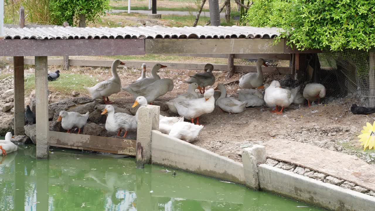 一群鸭子在农场里休息视频下载