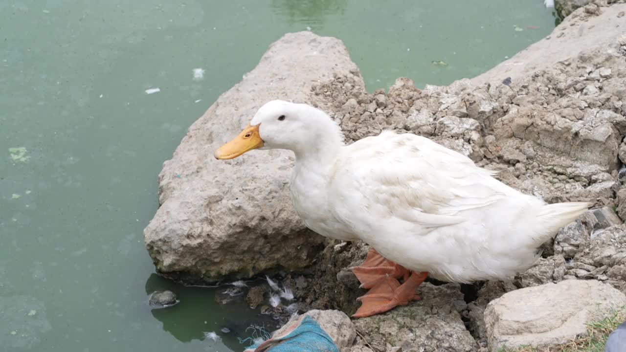 一群鸭子在池塘里喝水视频素材