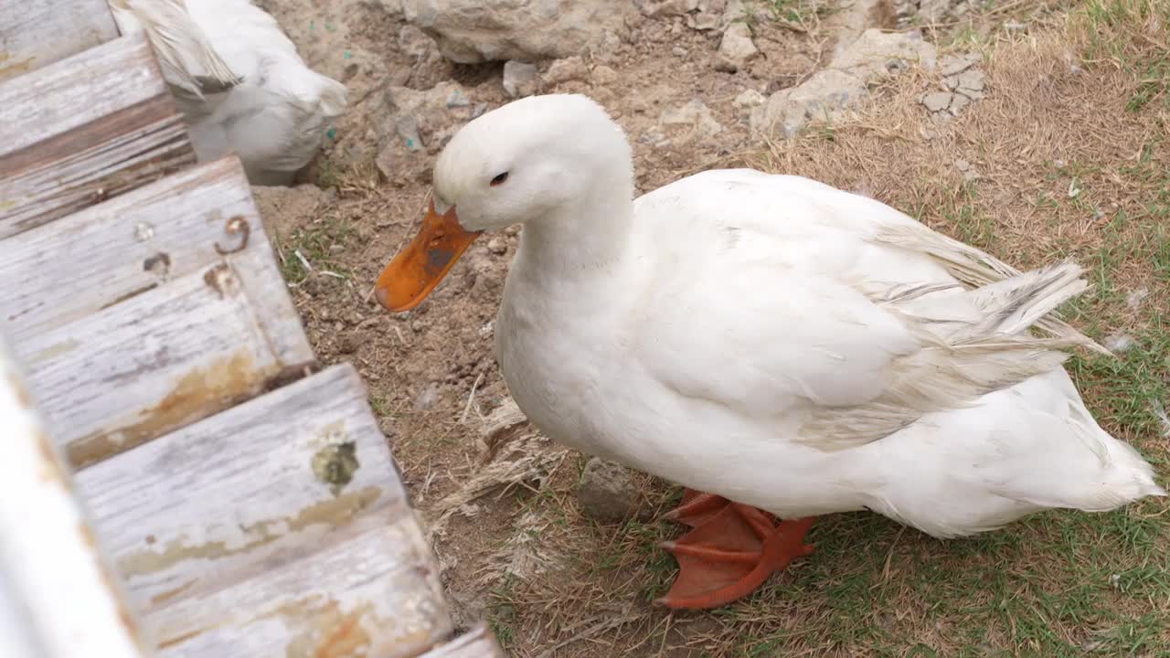 农场里的一群鸭子视频素材