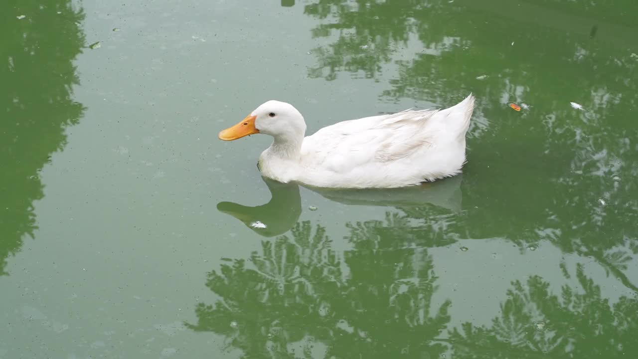 鸭子漂浮在池塘里视频素材