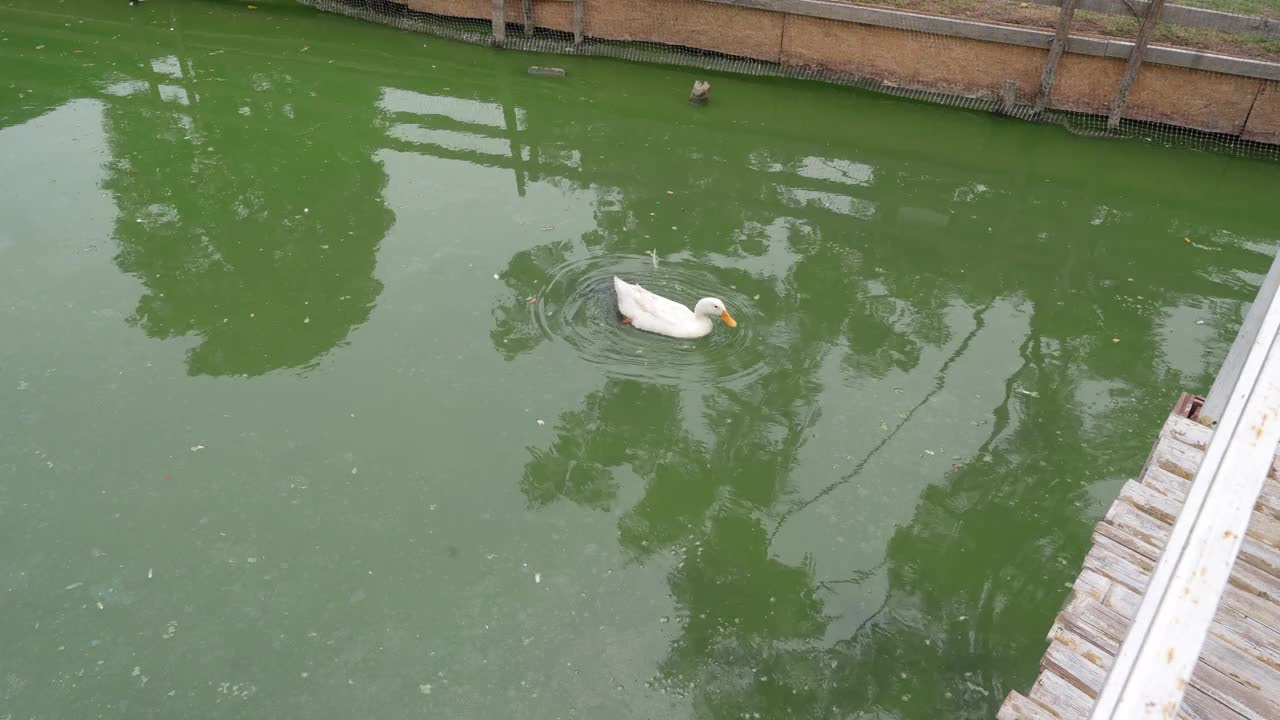 鸭子漂浮在池塘里视频素材