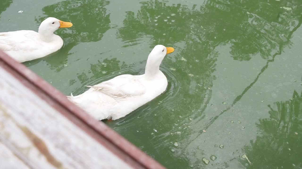 鸭子漂浮在池塘里视频素材